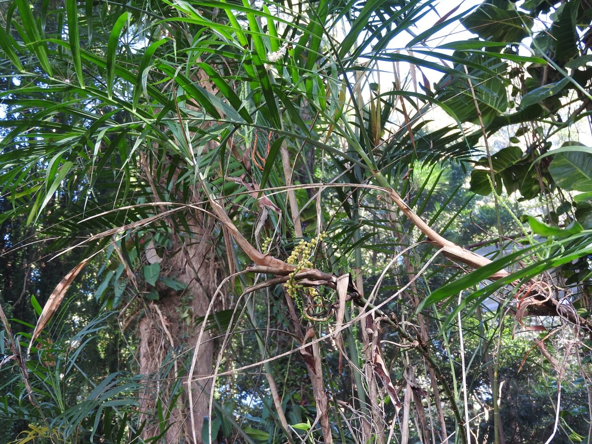 Seifriz's Chamaedorea