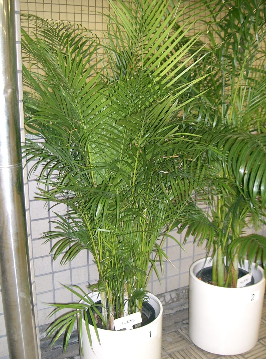 Chrysalidocarpus lutescens