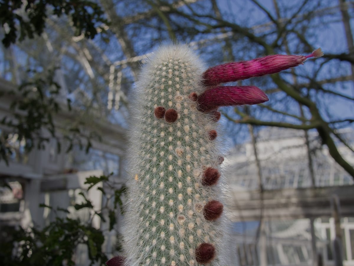 Silver Torch Cactus