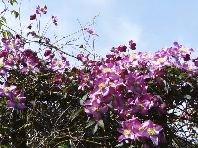Clematis montana