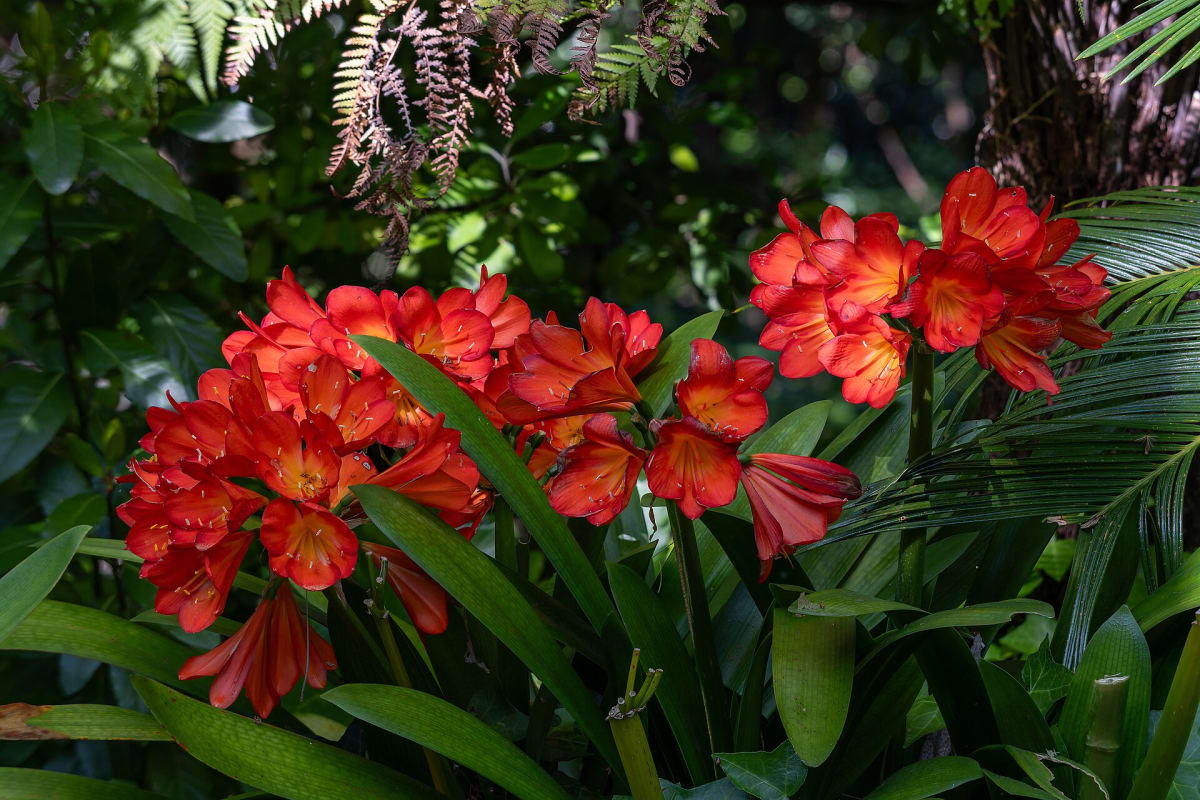 Bush Lily