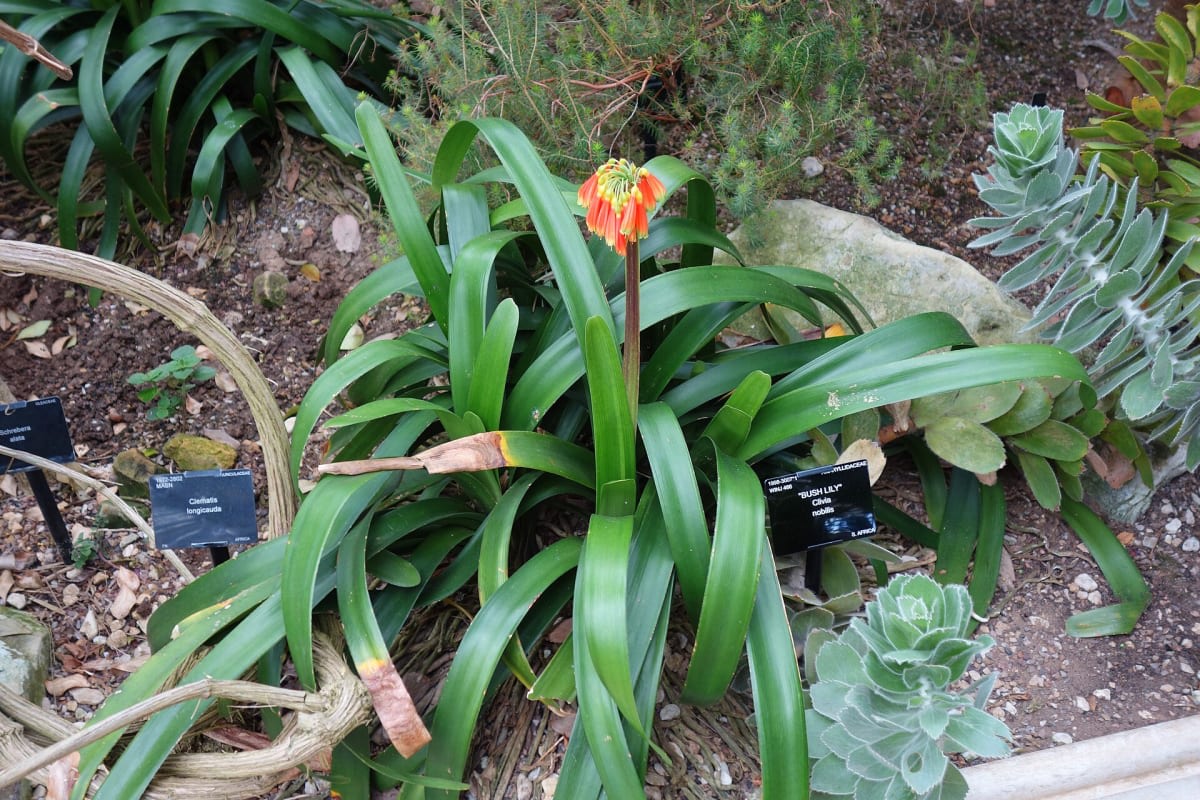 Clivia nobilis