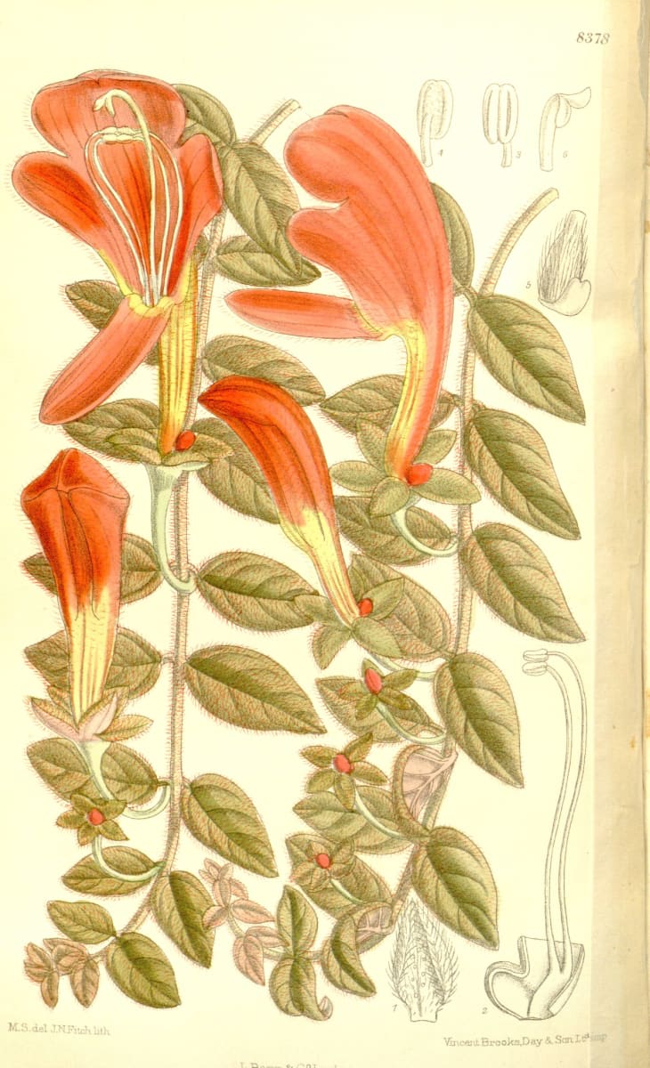 Goldfish Plant