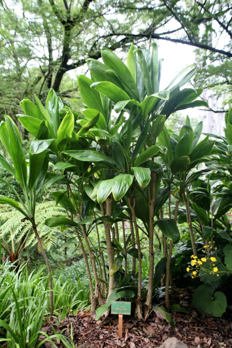 Ti Plant