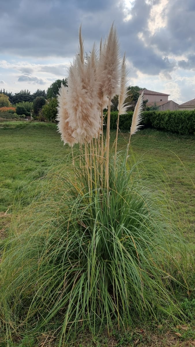 Uruguayan Pampas Grass
