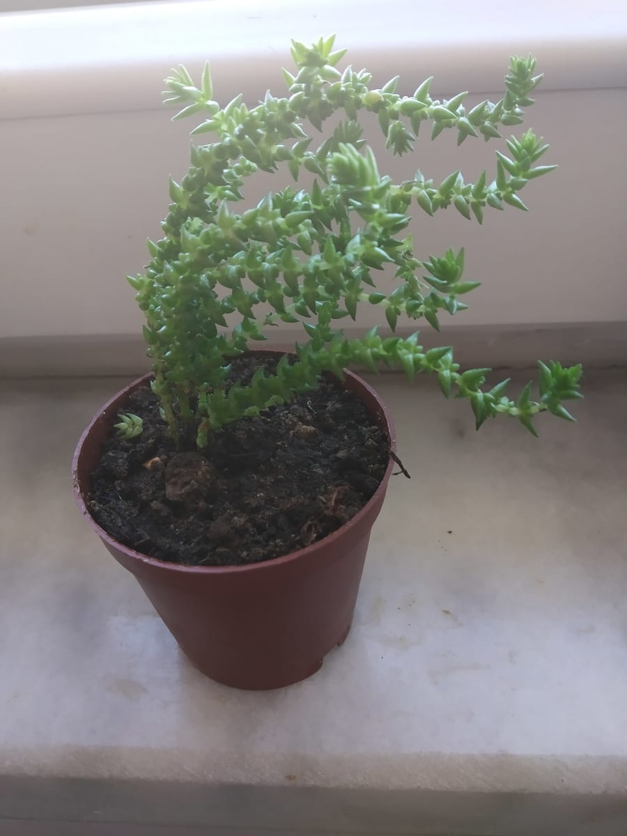 Crassula muscosa