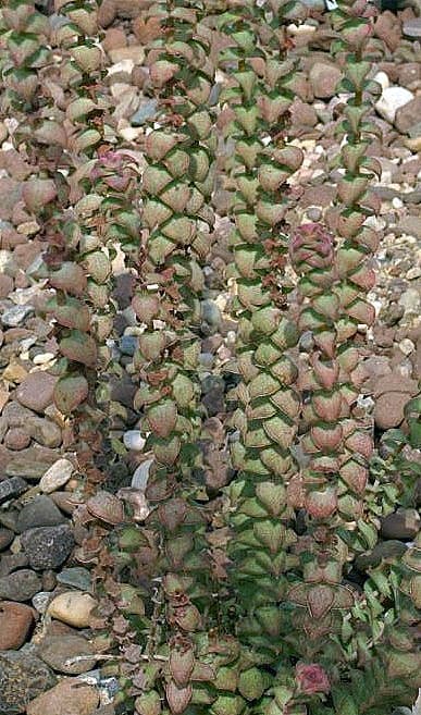 Crassula perforata