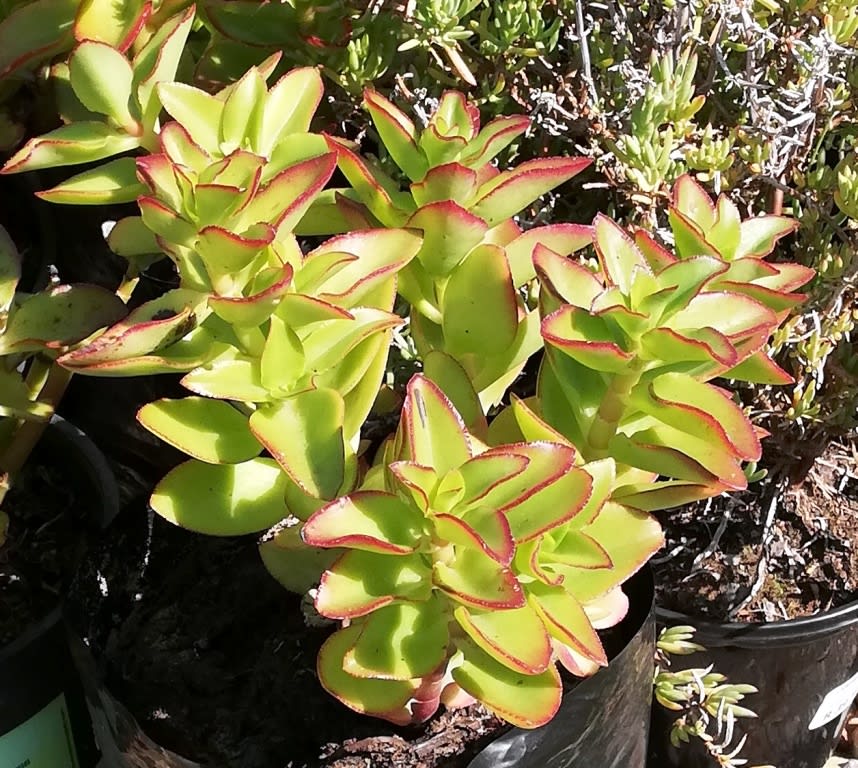 Jade Plant
