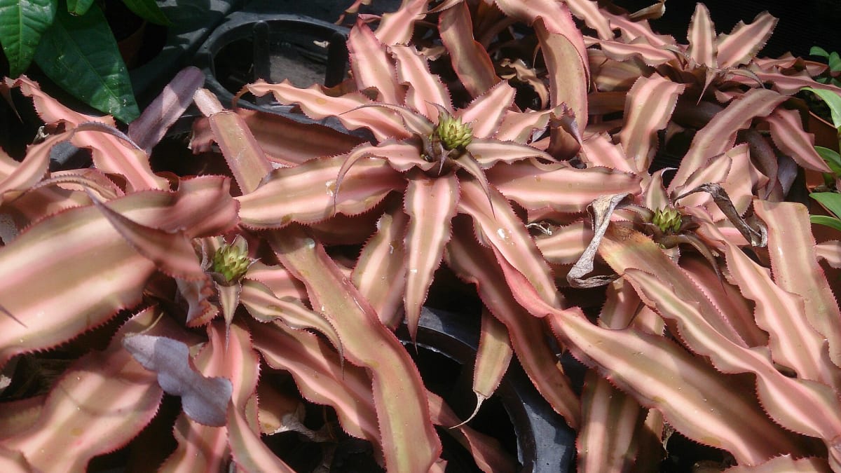 Cryptanthus bivittatus