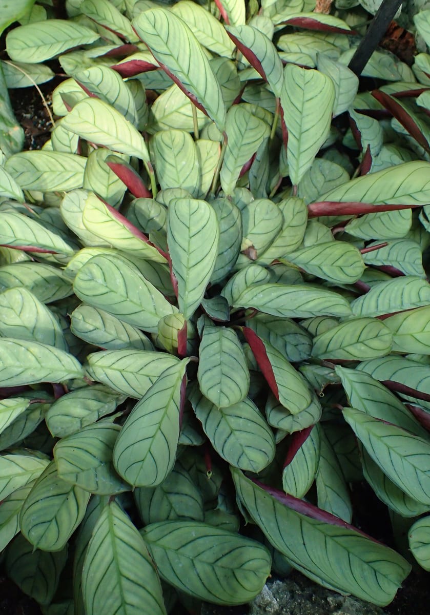 Ctenanthe burle-marxii