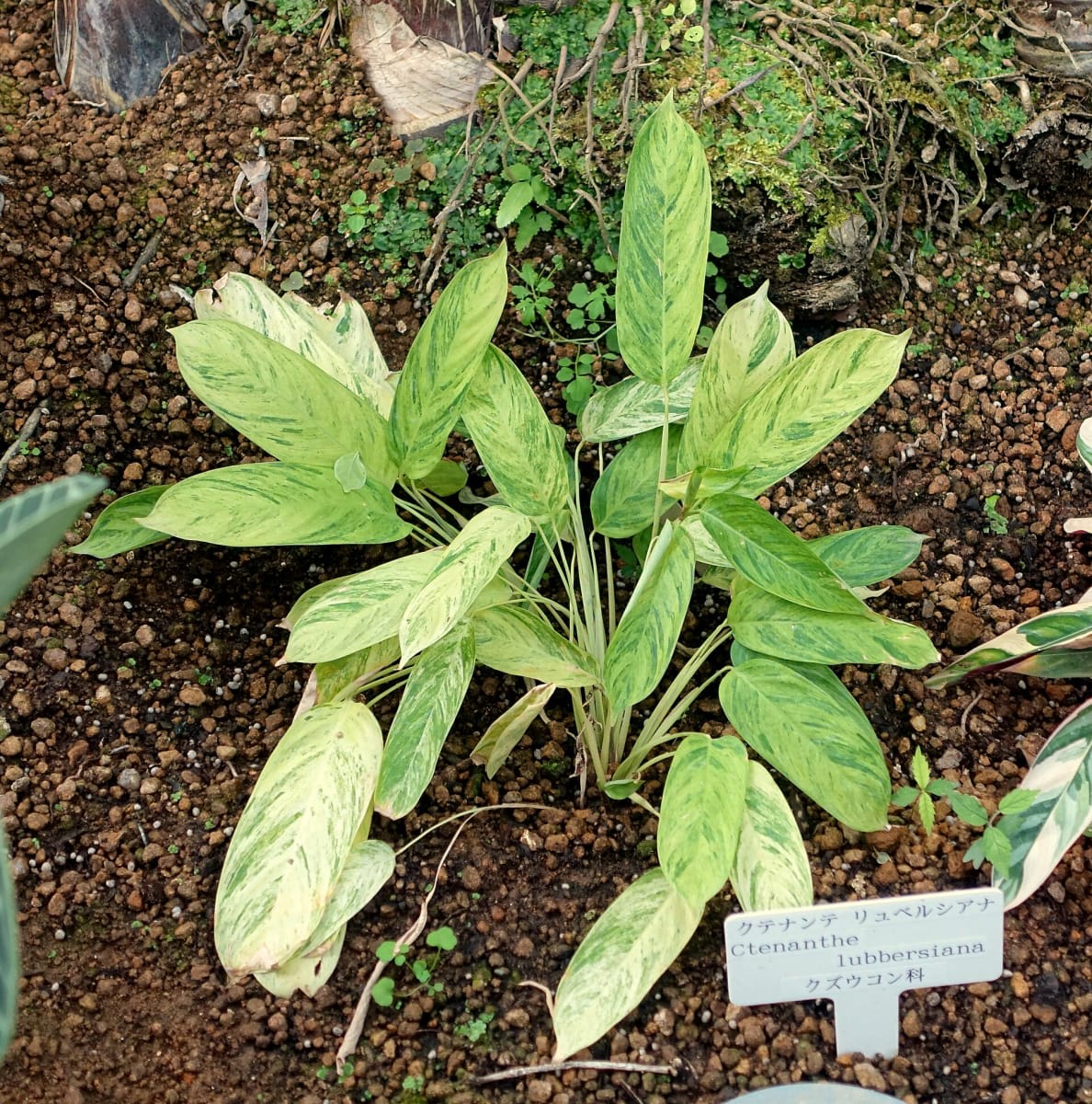 Ctenanthe lubbersiana