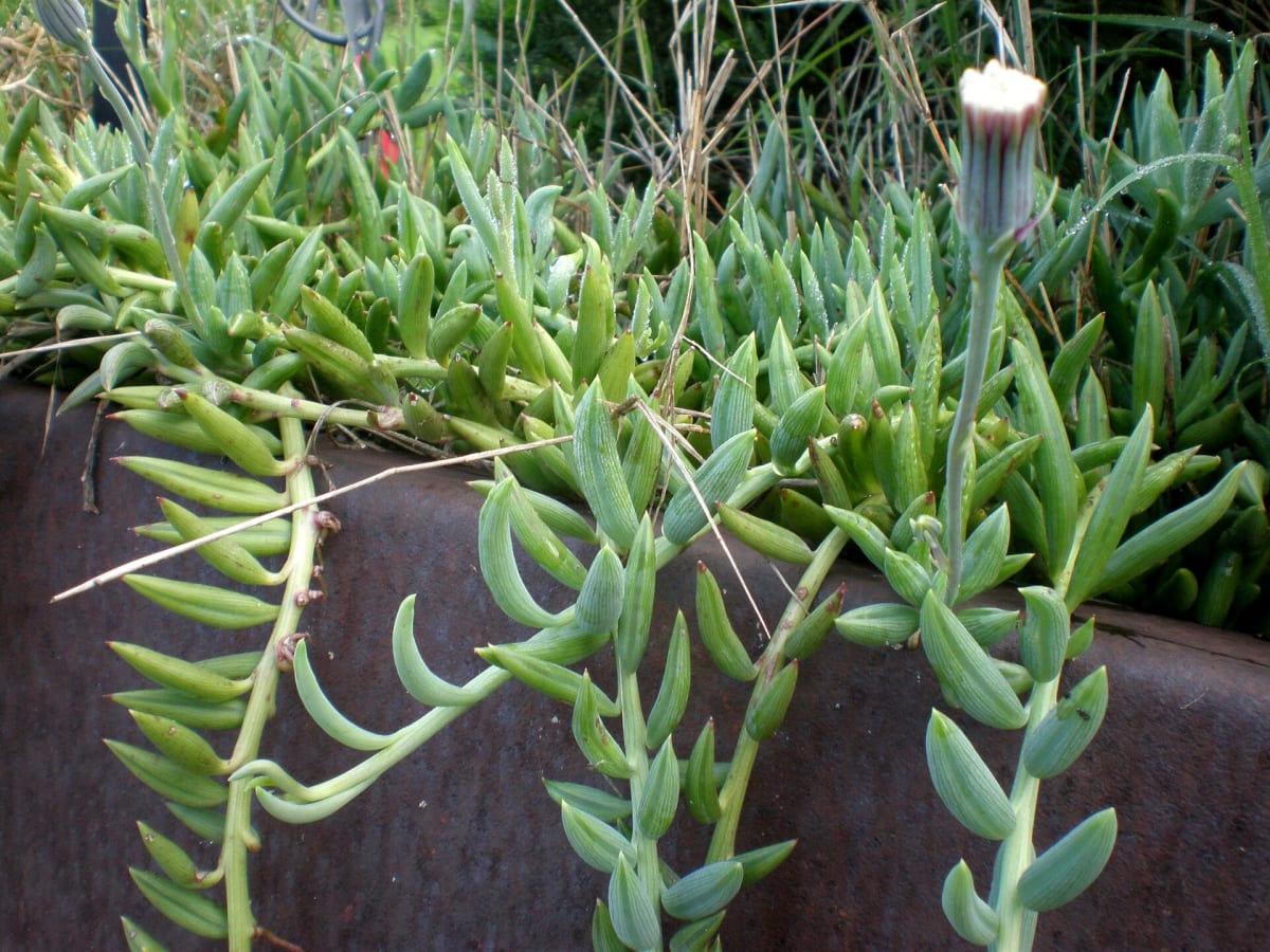 Curio repens