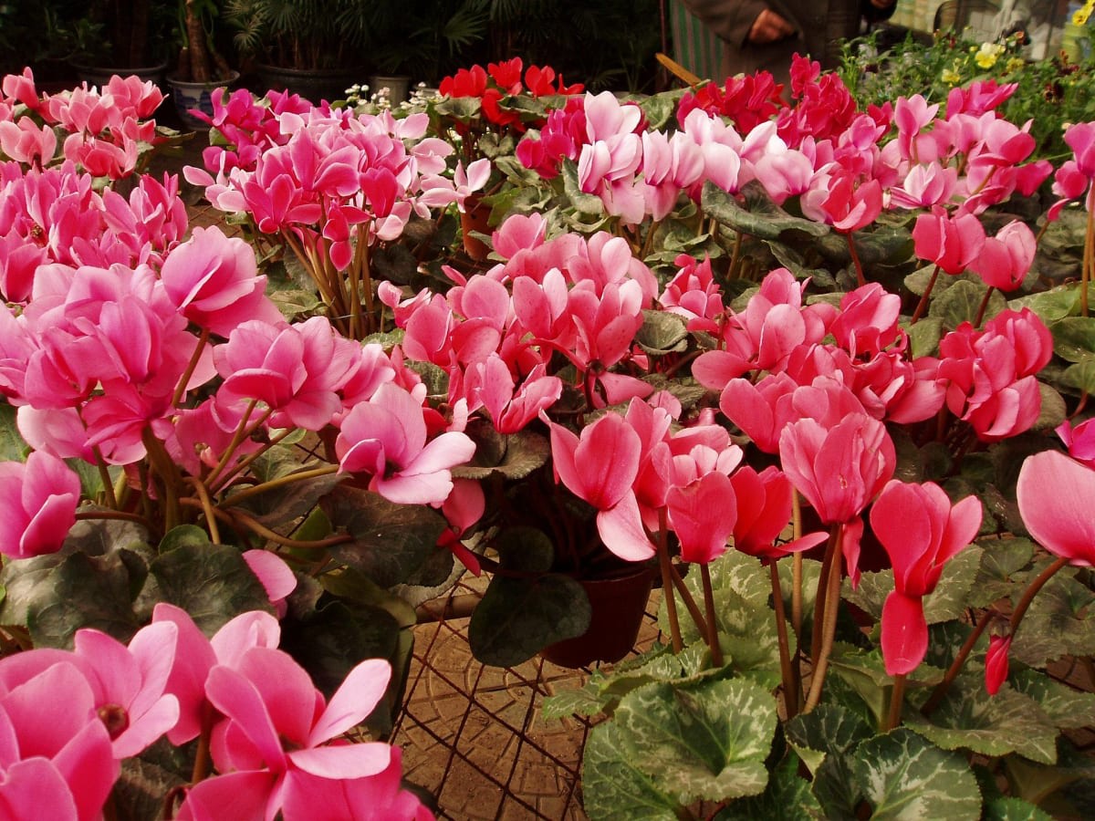 Florist's Cyclamen