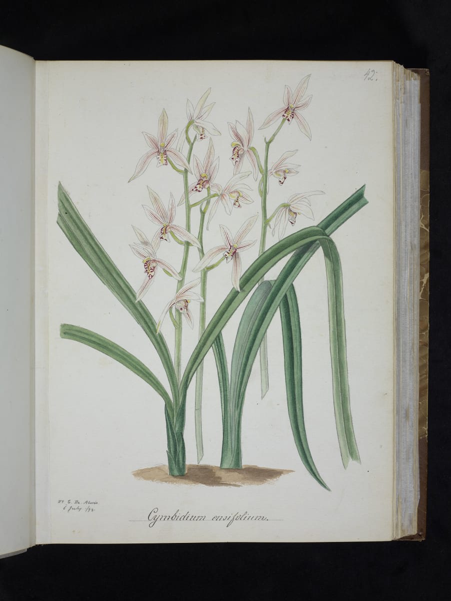 Cymbidium ensifolium