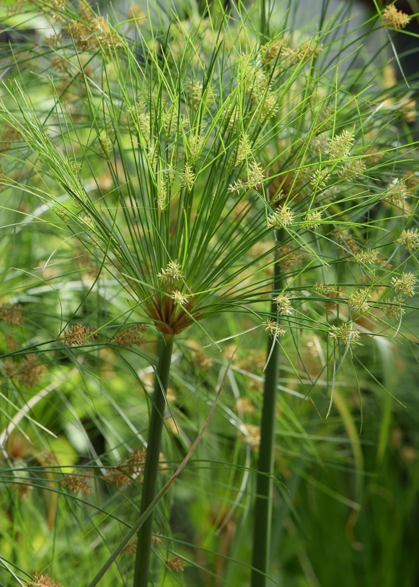 Papyrus Sedge