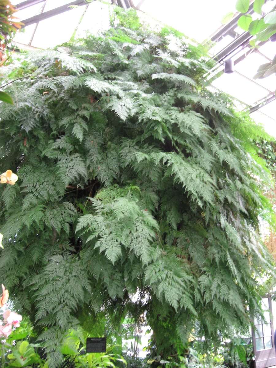 Davallia fejeensis