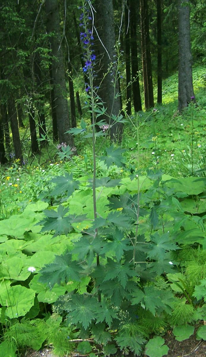 Candle Larkspur