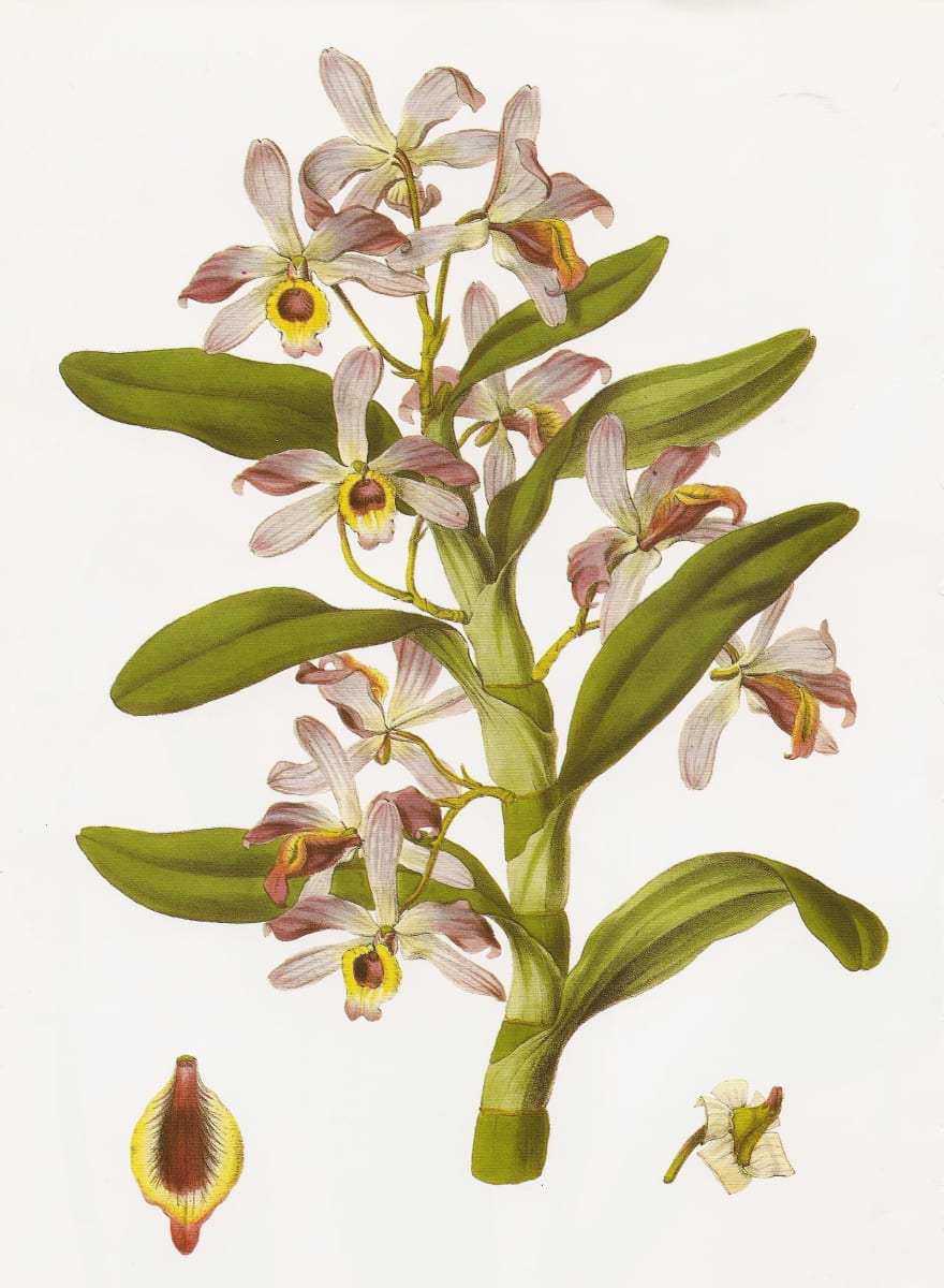 Noble Dendrobium