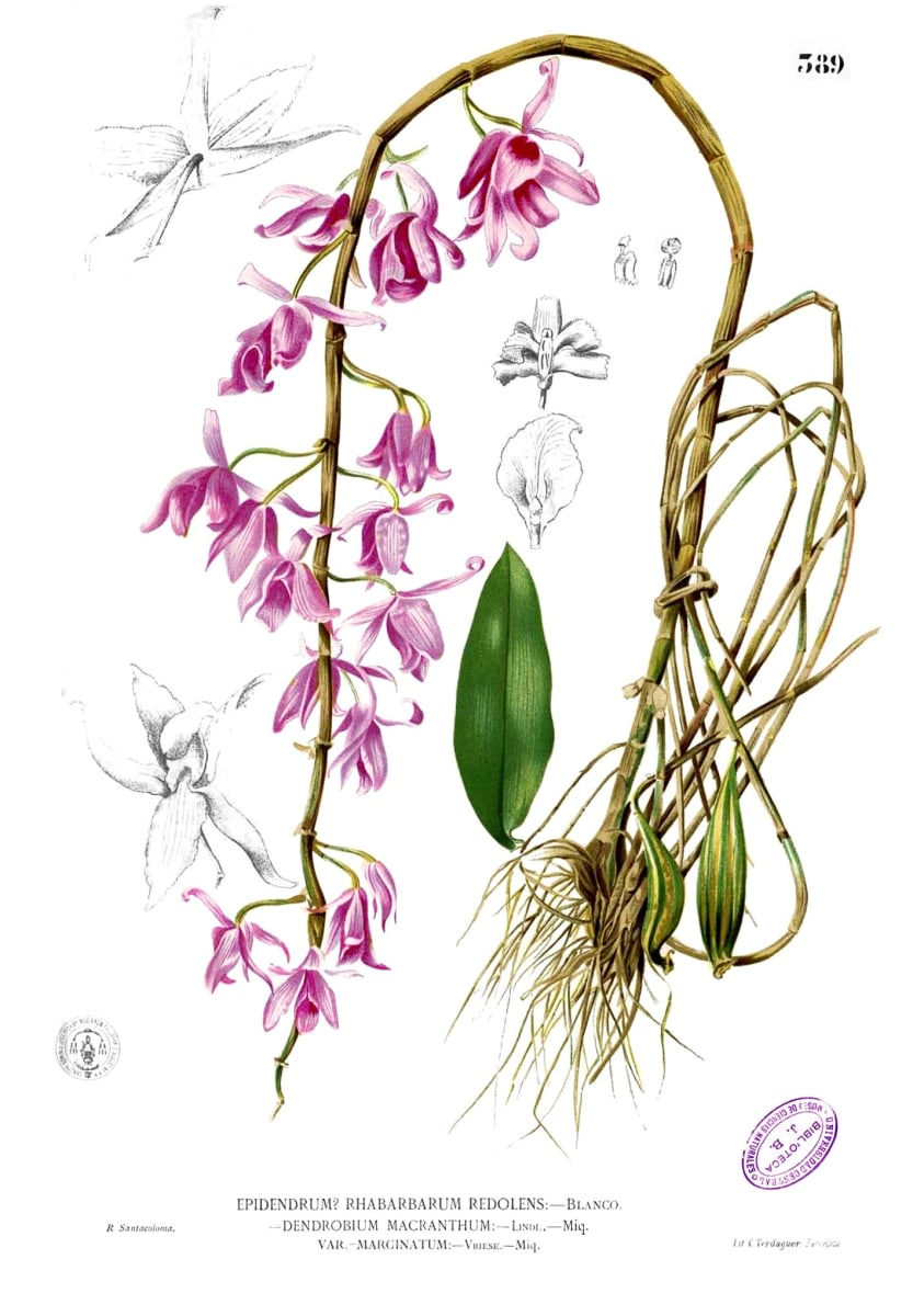 Unscented Dendrobium