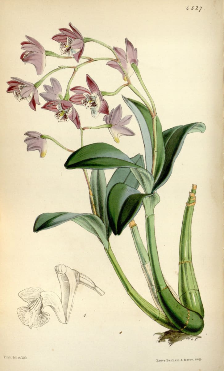 Pink Rock Orchid