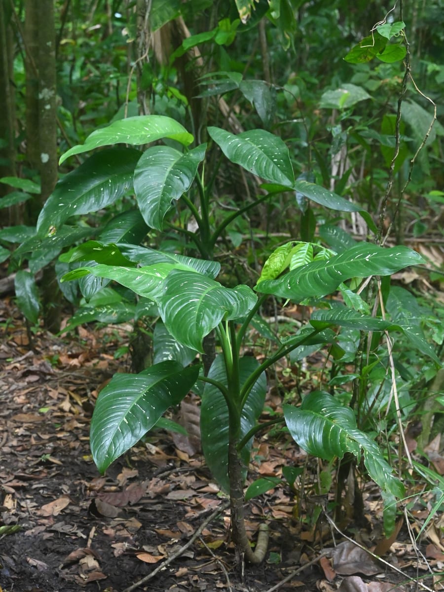 Dumb Cane