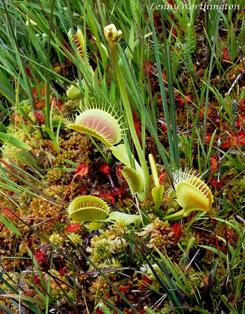 Venus Flytrap