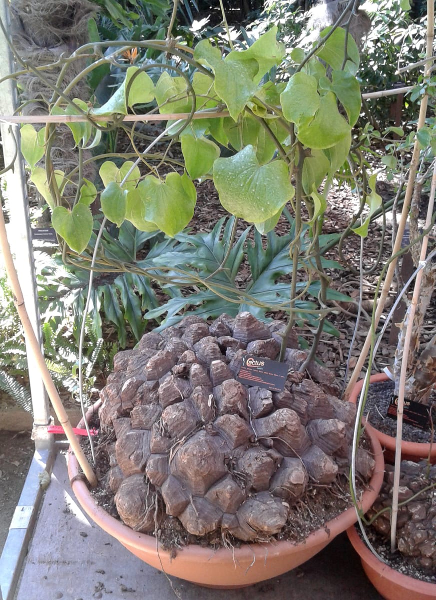 Elephant's Foot Yam