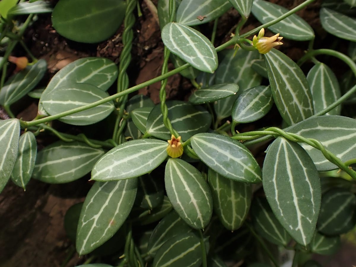 Dischidia ovata