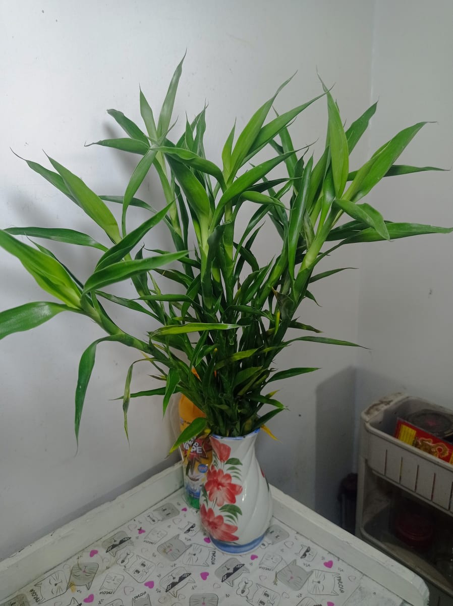 Dracaena braunii