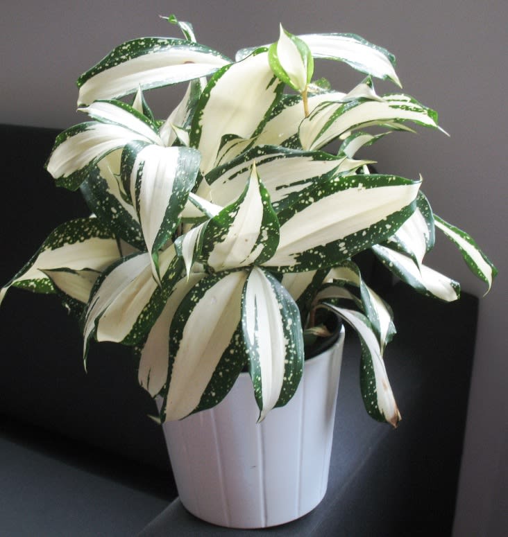 Gold Dust Dracaena