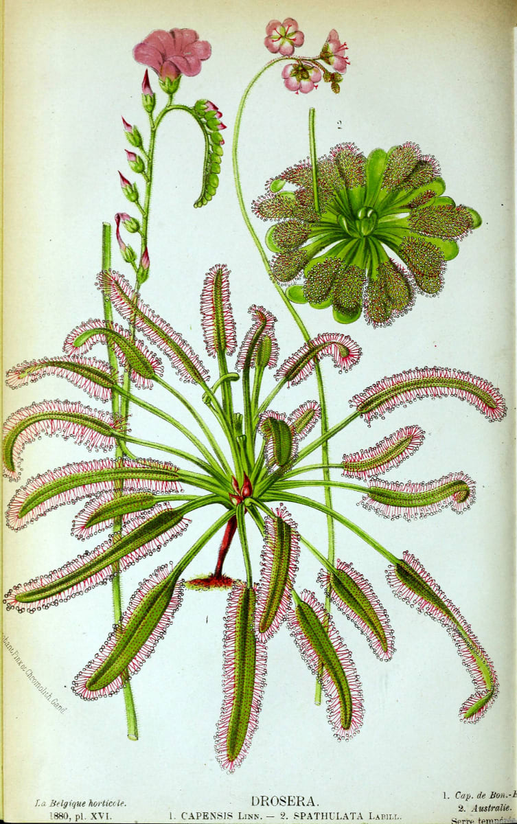 Cape Sundew