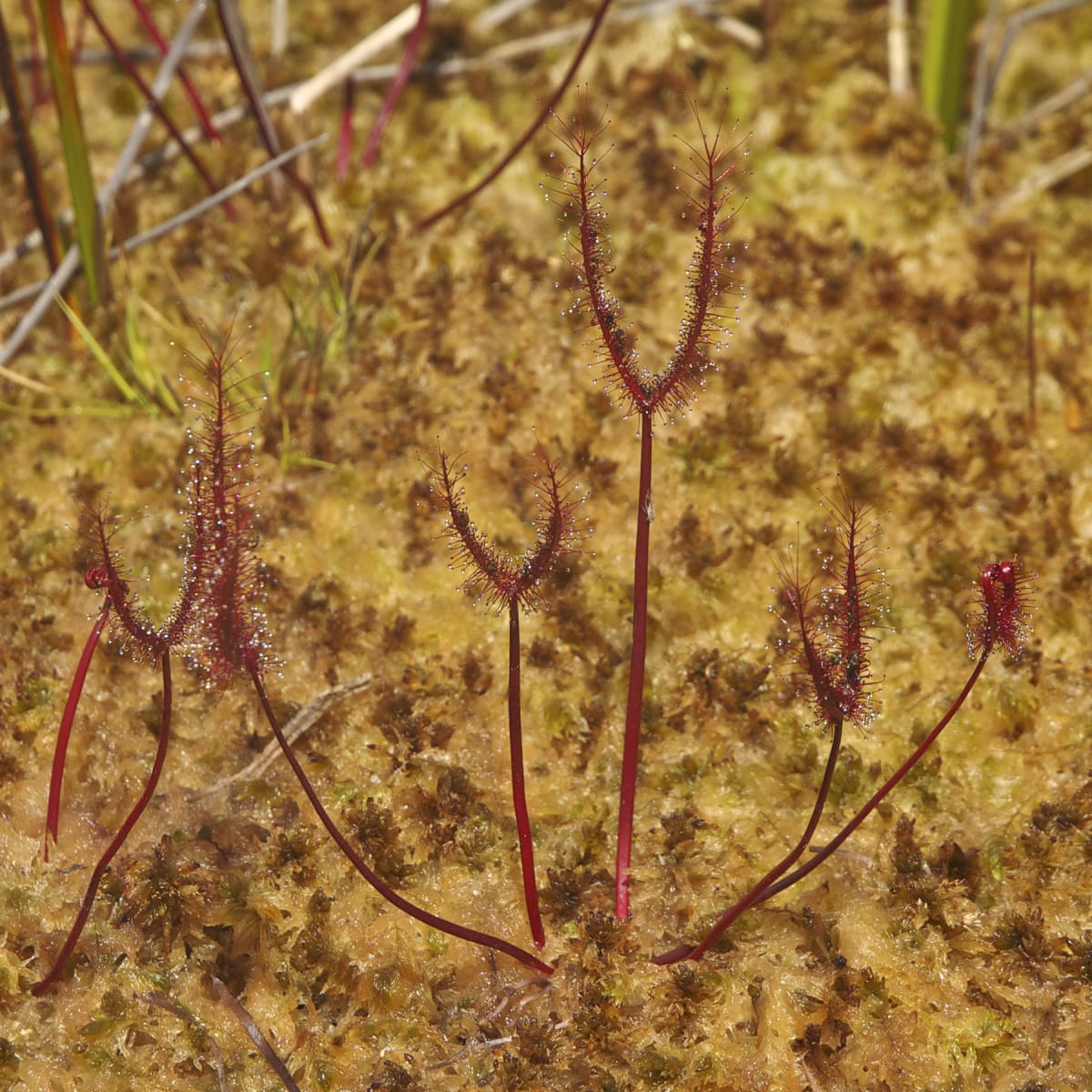 Drosera binata