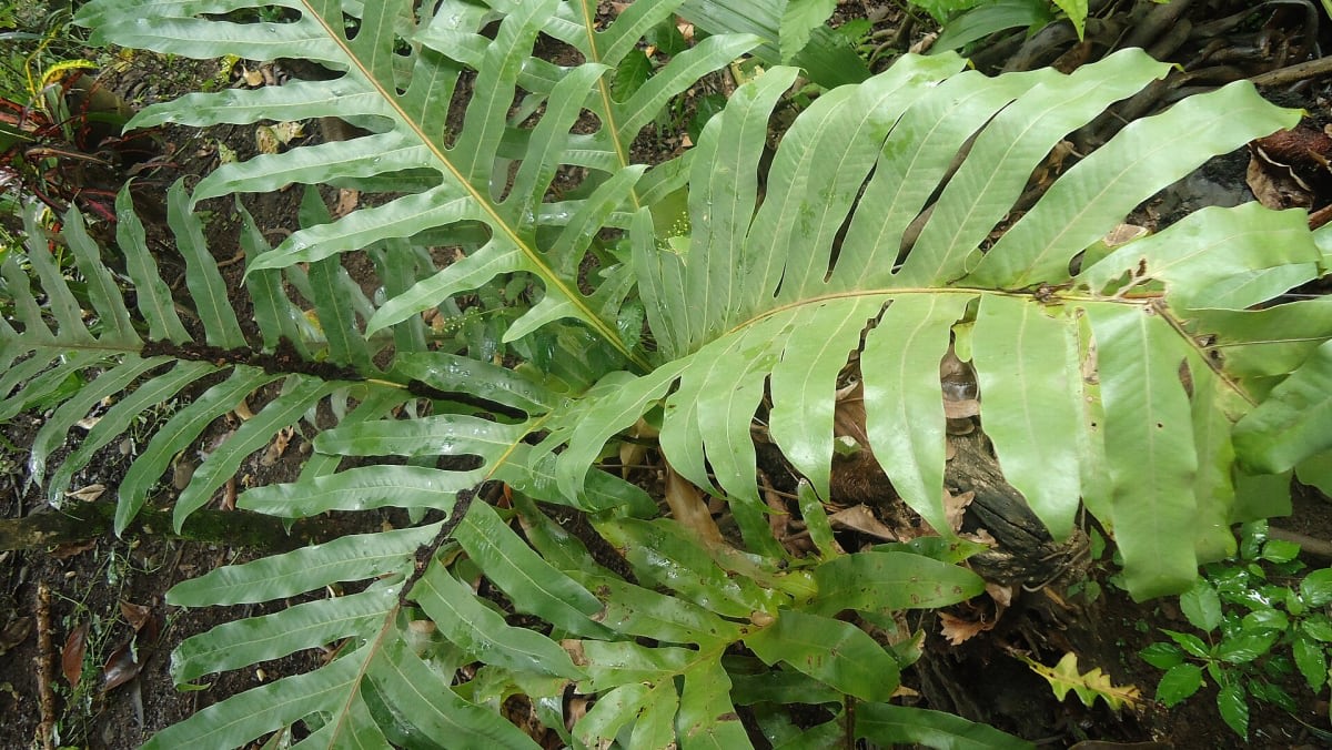 Drynaria quercifolia