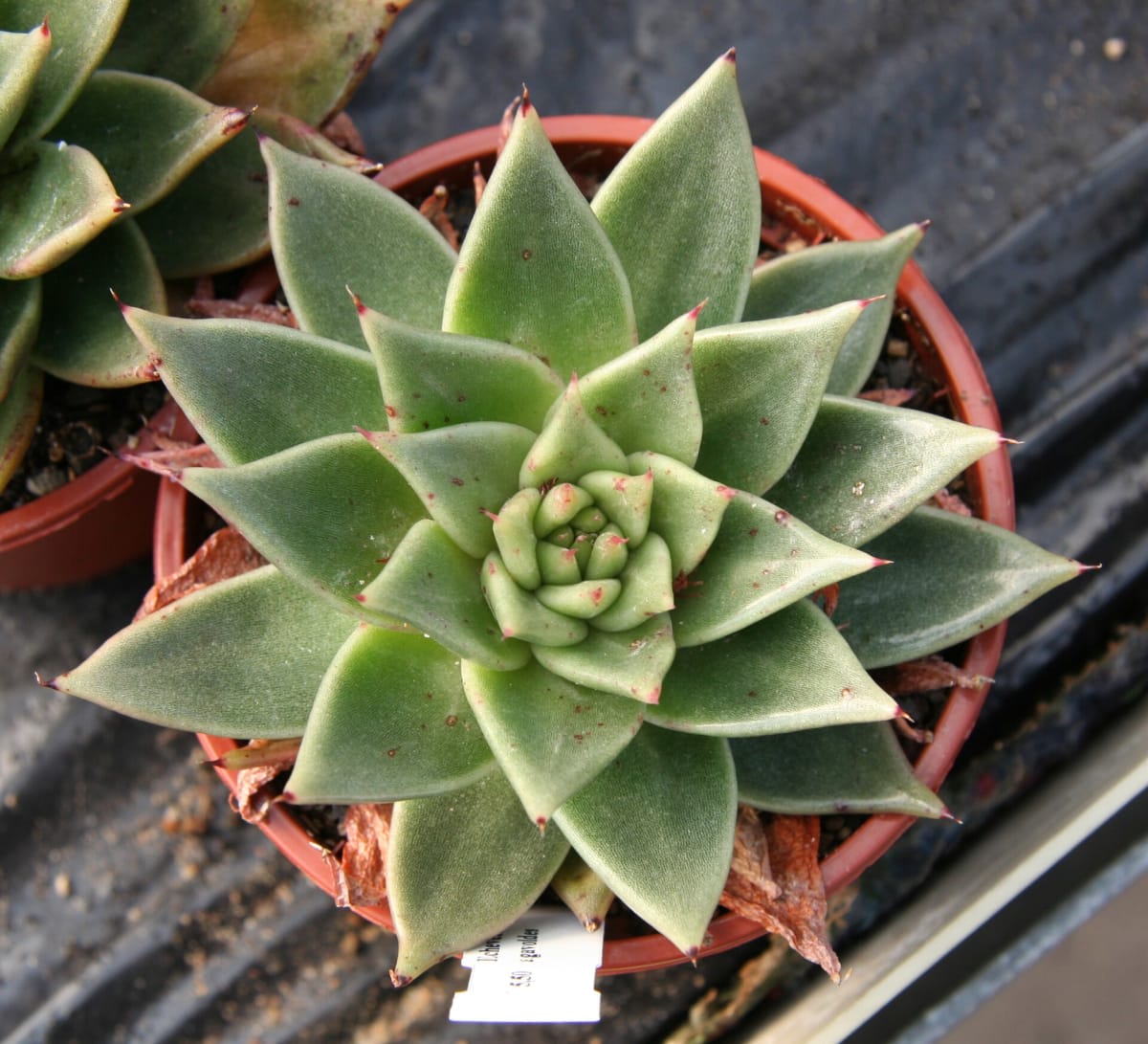 Echeveria agavoides