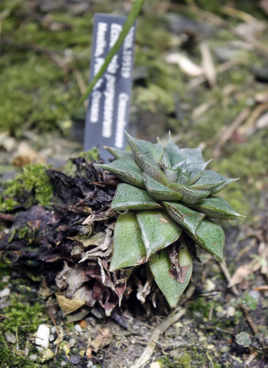 Echeveria purpusorum