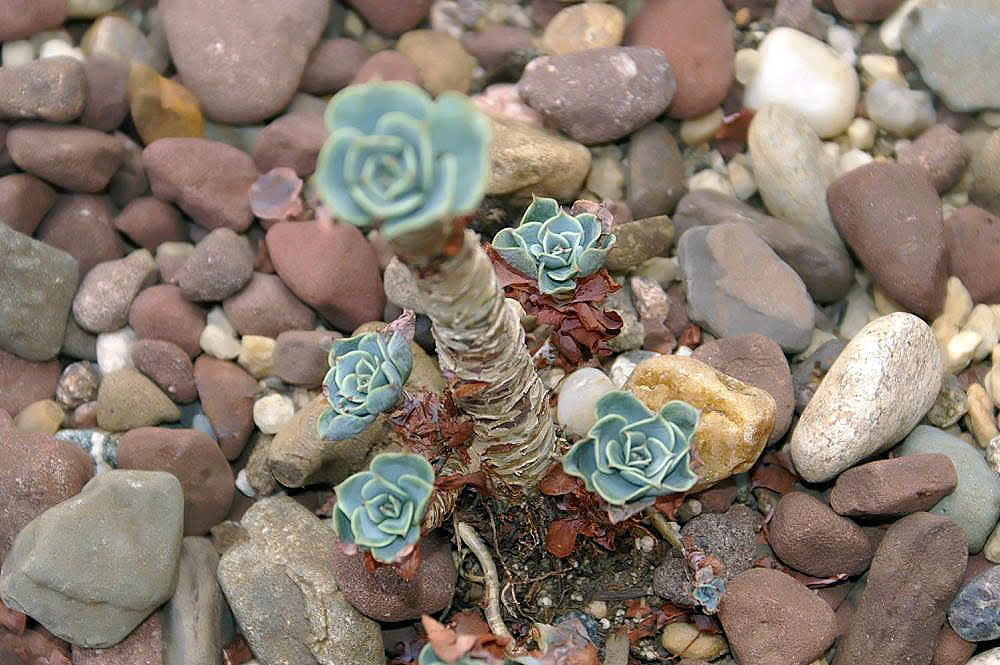 Echeveria runyonii
