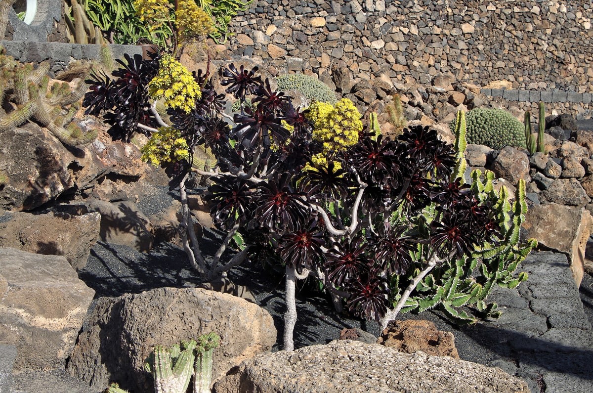 Tree Roofleek, Tree Aeonium