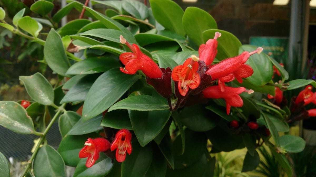 Lipstick Plant