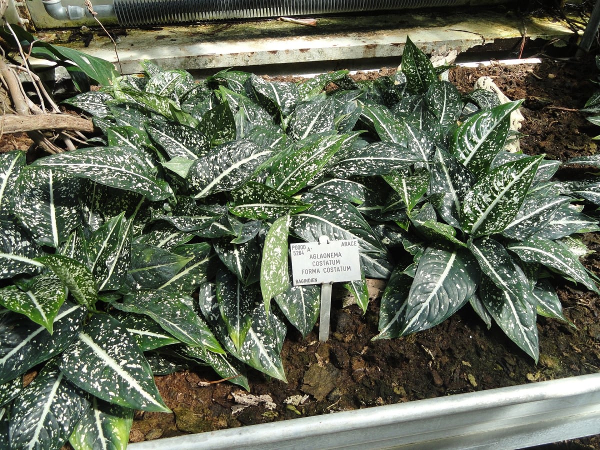 Aglaonema costatum