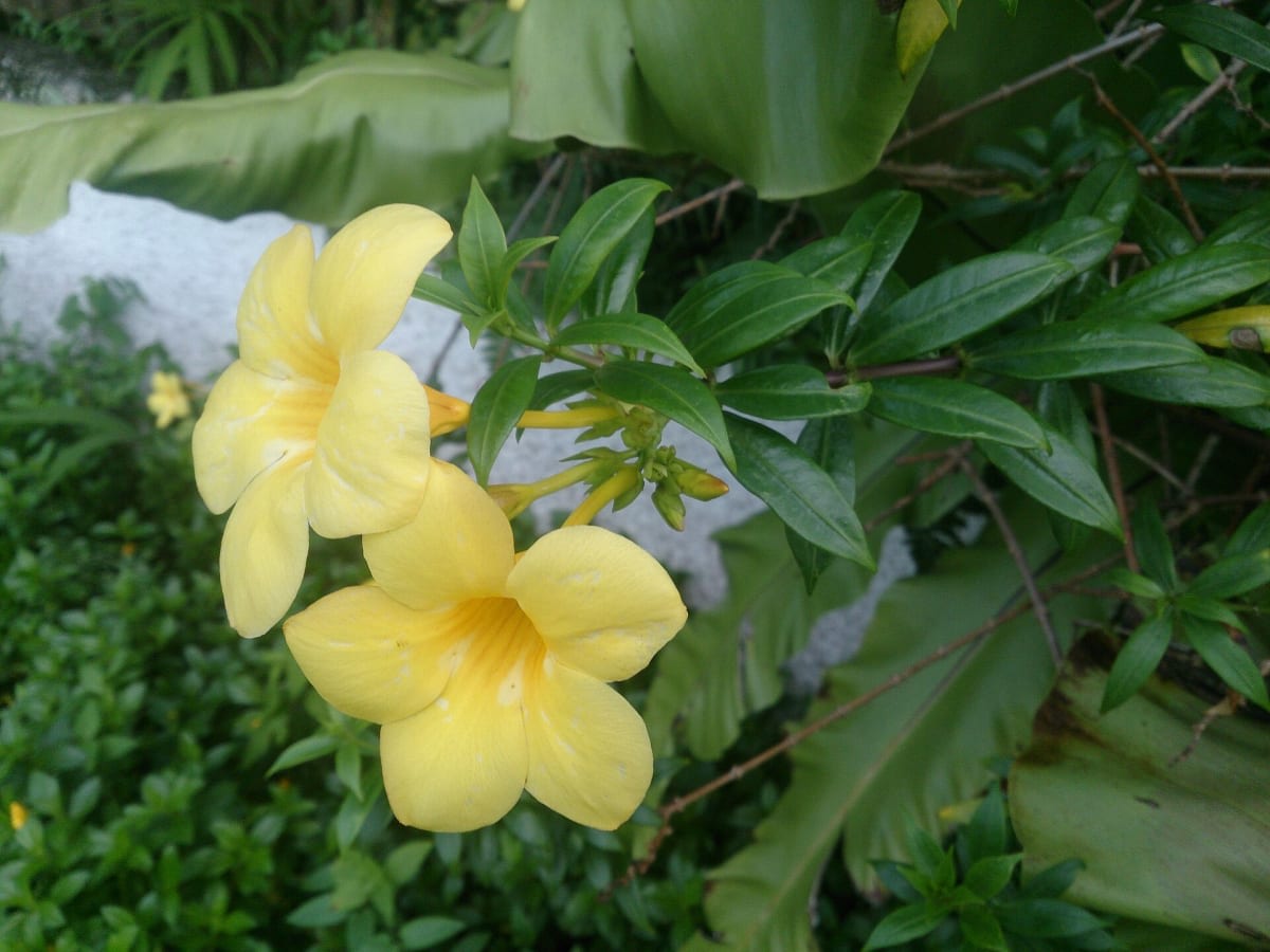 Golden Trumpet