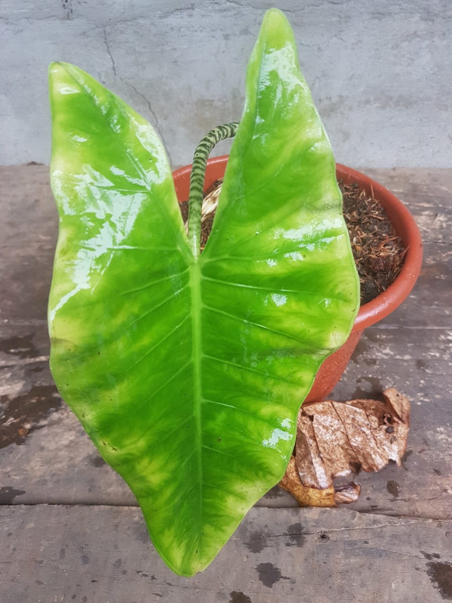 Zebra Alocasia