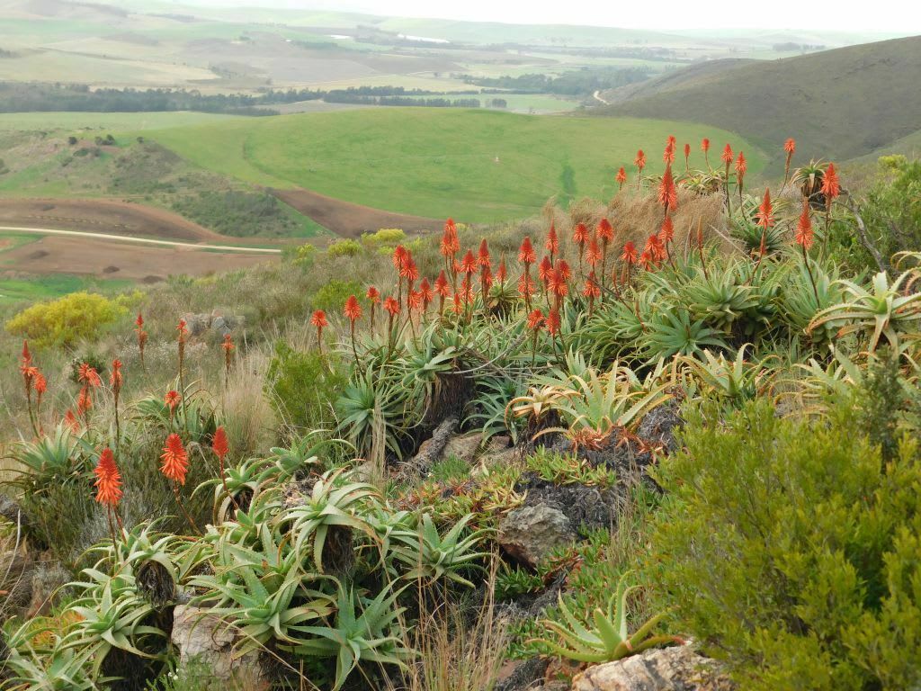 Candelabra Aloe