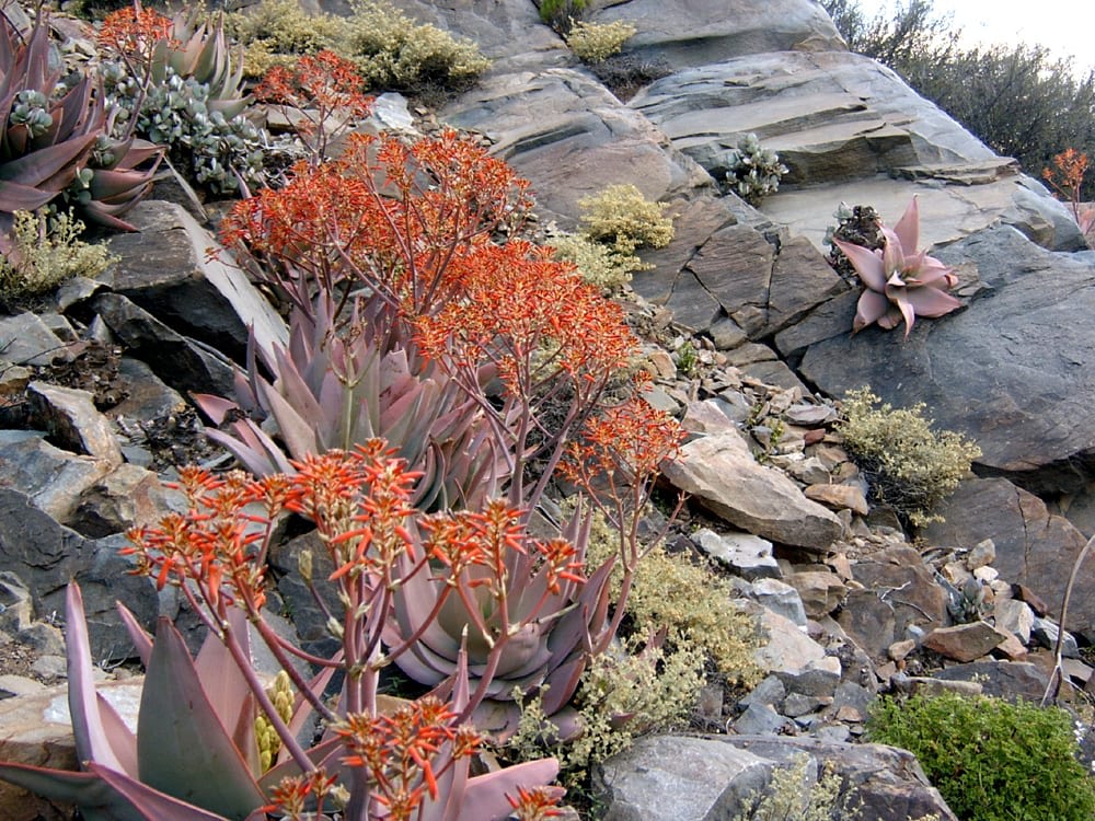 Aloe striata