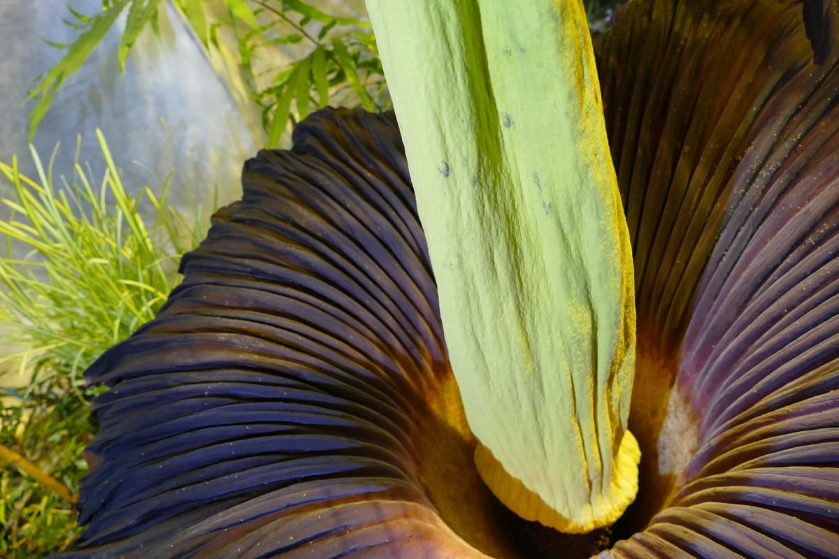 Titan Arum