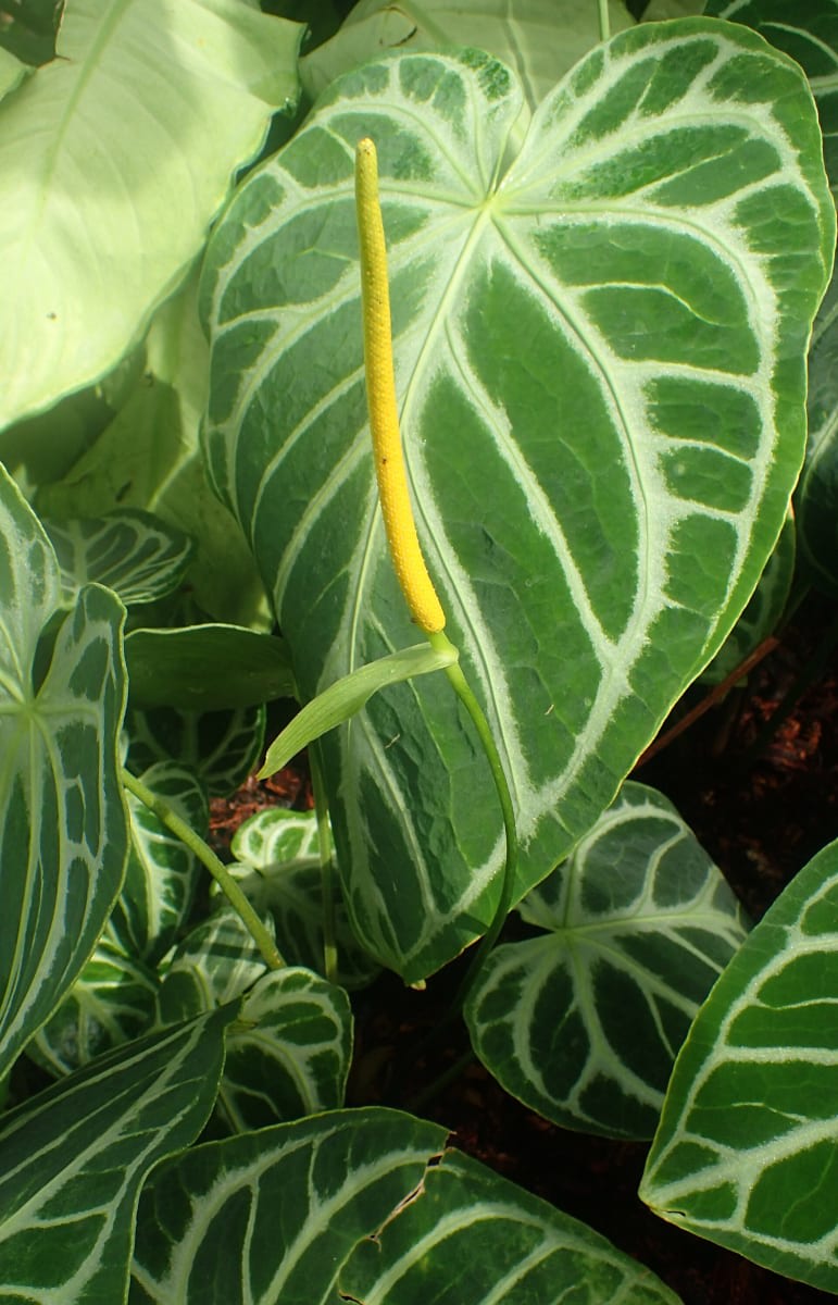 Crystal Anthurium