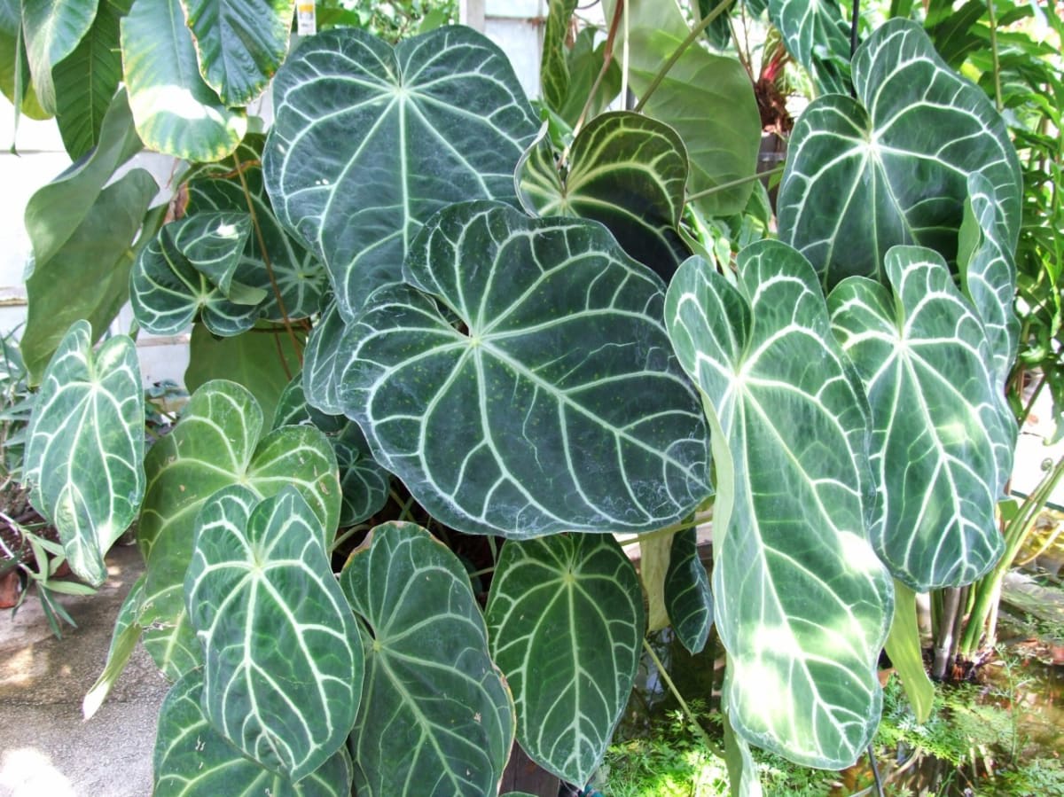 Anthurium magnificum