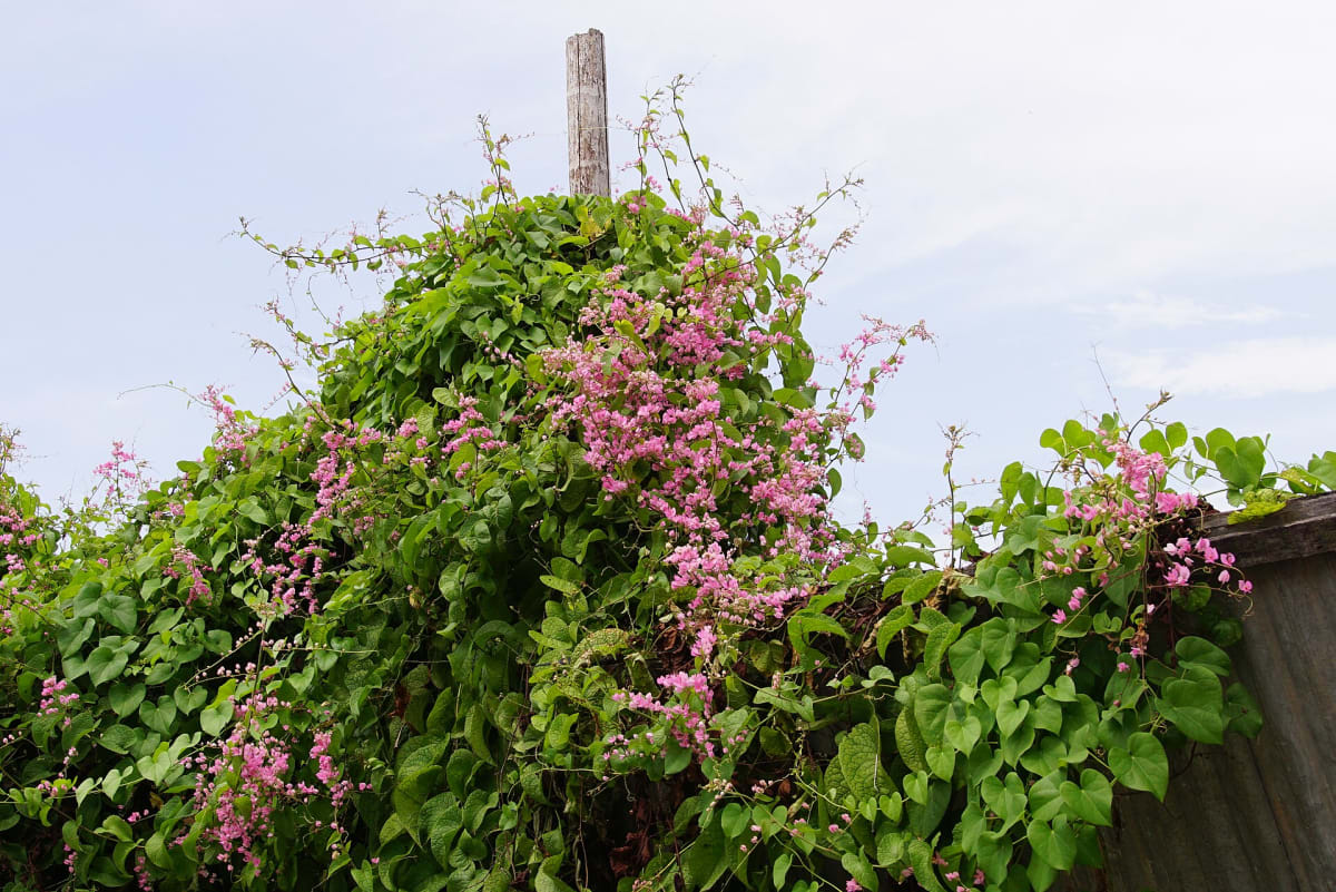 Coral Vine