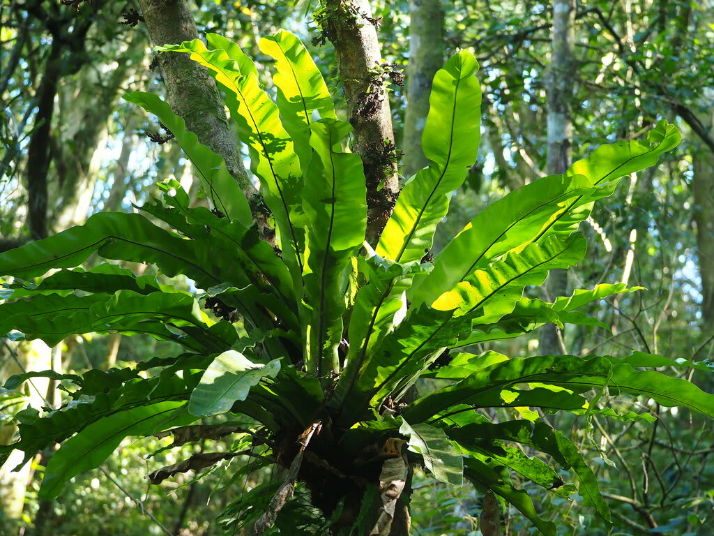 Bird's Nest Fern