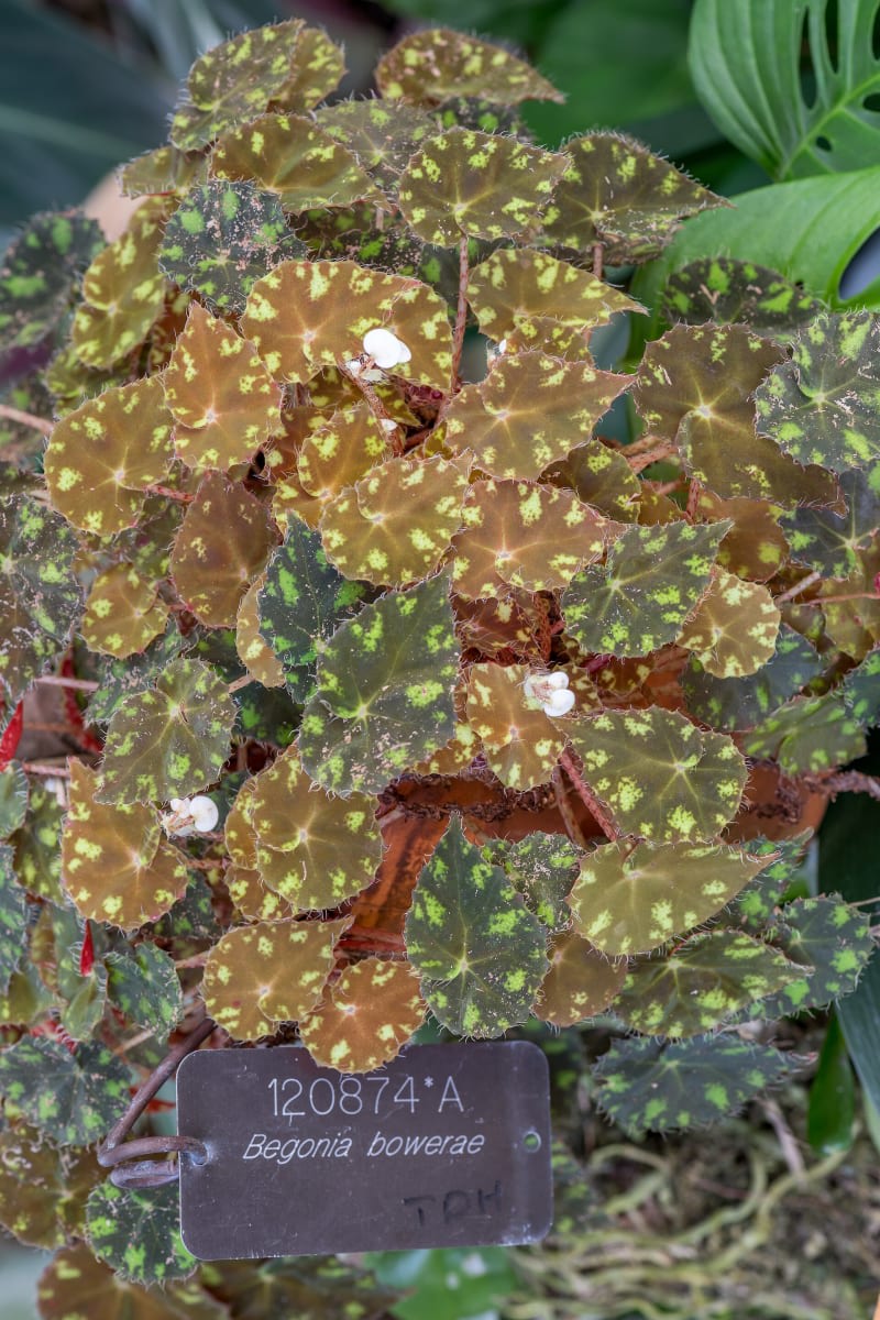 Begonia bowerae