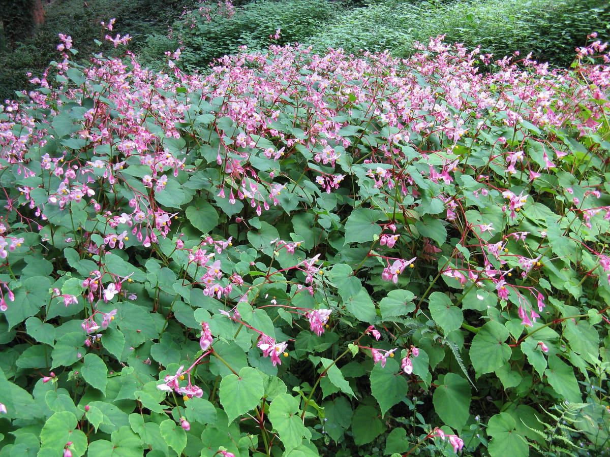 Hardy Begonia